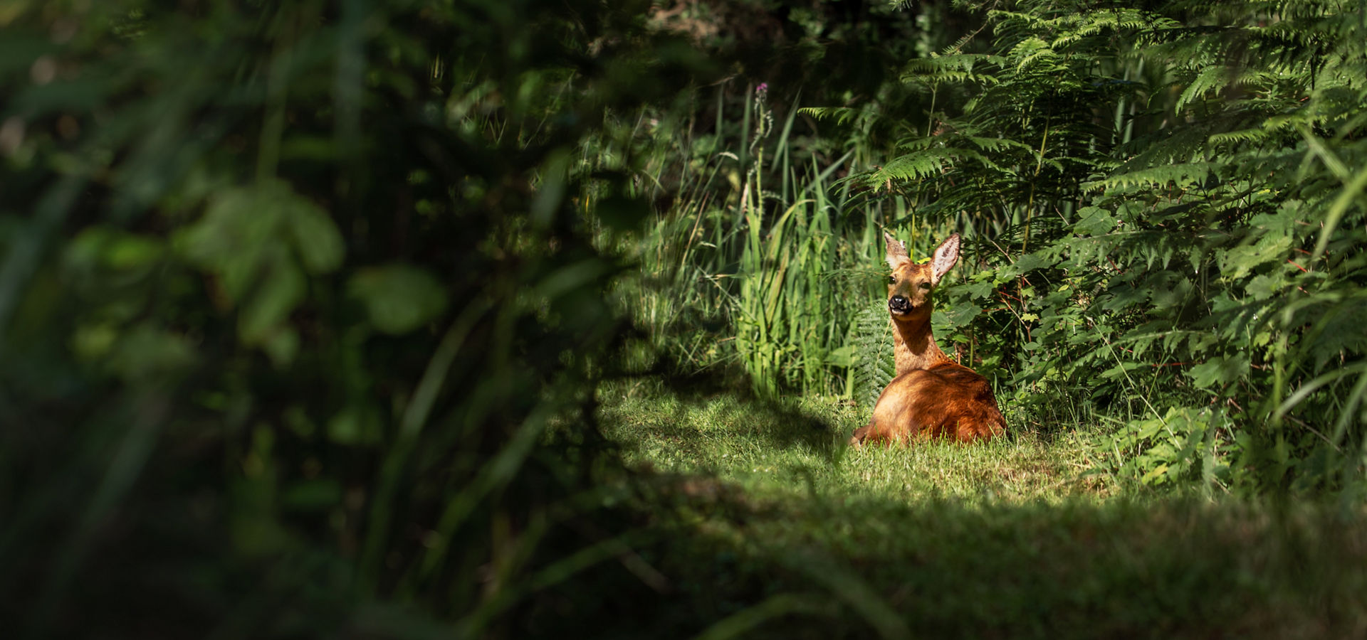 View of deer sat down in the forest, sheltered by the trees