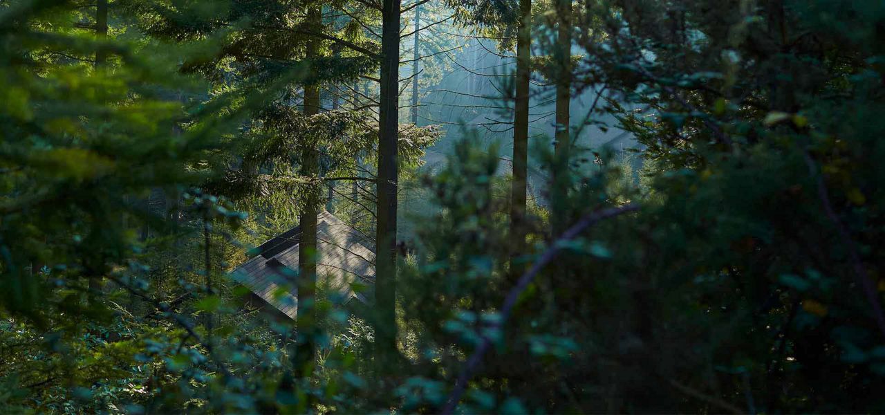 view of some lodge roofs through forest foliage and trees