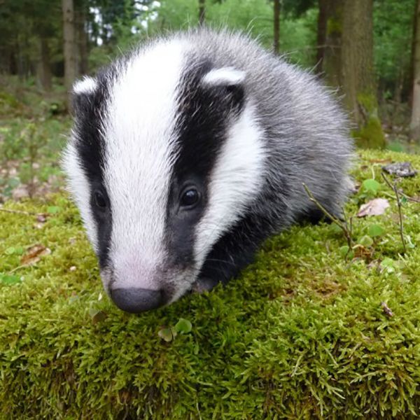 Badger cub crouches and sniffs, its black-and-white striped face close to a mossy surface, in a forest clearing with tree trunks and soft green foliage in the background.