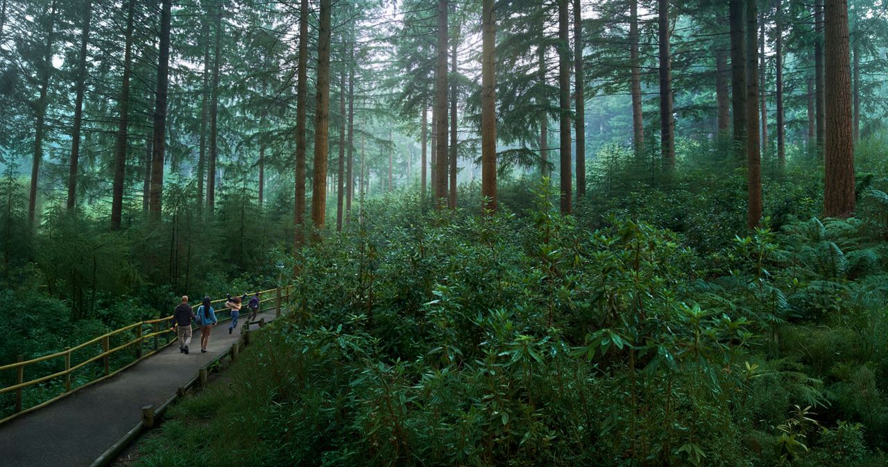 forest scenery with a path leading through the middle, a family walk down the path facing away from the camera as they walk through the forest