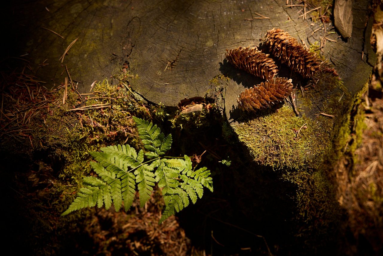 Trees Woodland.
