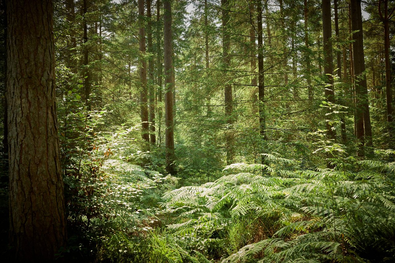 Trees Woodland.