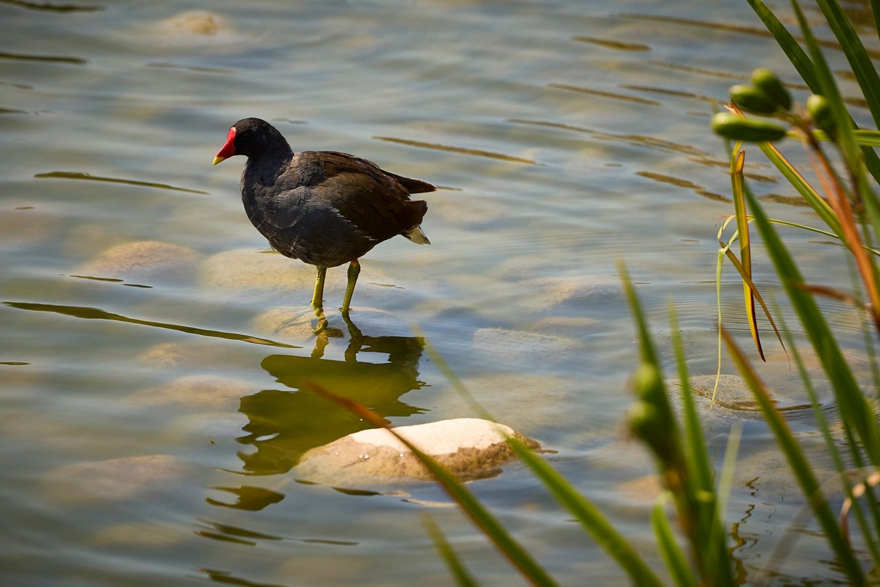 ducks sat on rock in water