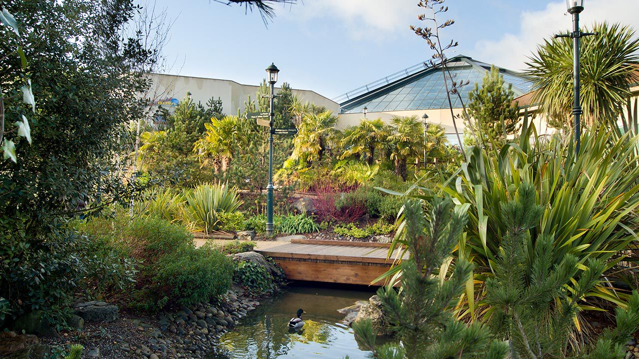 A duck swims in a narrow stream, passing under a small wooden bridge, surrounded by lush gardens with palms and shrubs, lampposts, and a glass-roofed building in the background.
