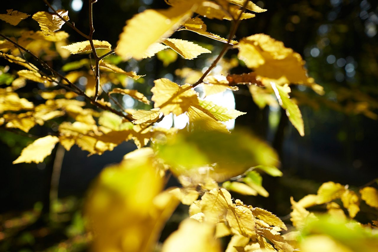 Trees Woodland.