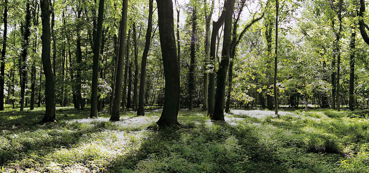 Tall trees cast dappled sunlight onto a lush green forest floor, while shafts of light filter through dense foliage; quiet woodland clearing extends into distance.