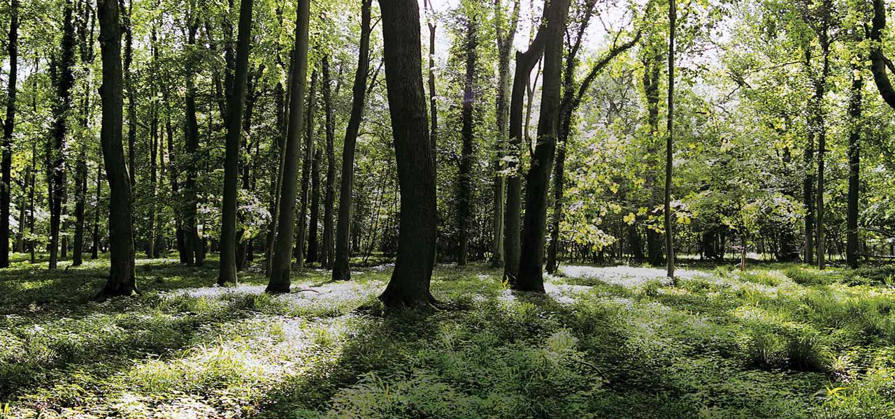 Tall trees cast dappled sunlight onto a lush green forest floor, while shafts of light filter through dense foliage; quiet woodland clearing extends into distance.