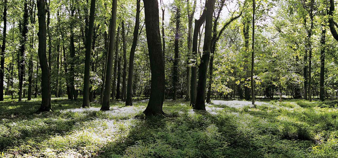 Tall trees cast dappled sunlight onto a lush green forest floor, while shafts of light filter through dense foliage; quiet woodland clearing extends into distance.