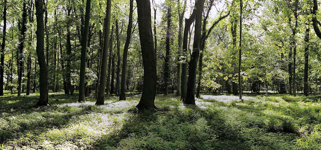 Sunlit trees cast long shadows across a carpet of ferns and low vegetation, in a forest clearing. Dappled light filters through dense green canopy, creating bright patches among tall trunks.