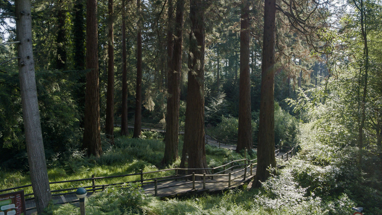 View looking down through forest foliage and trees.