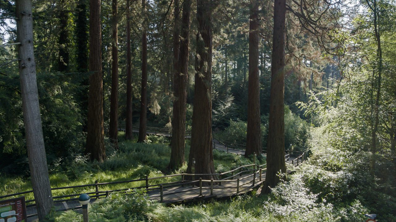 Trees Woodland.