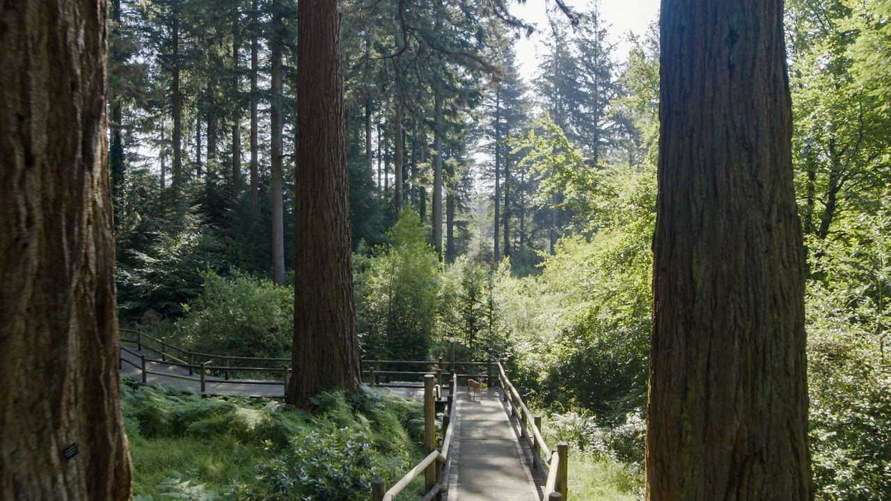 Trees Woodland.