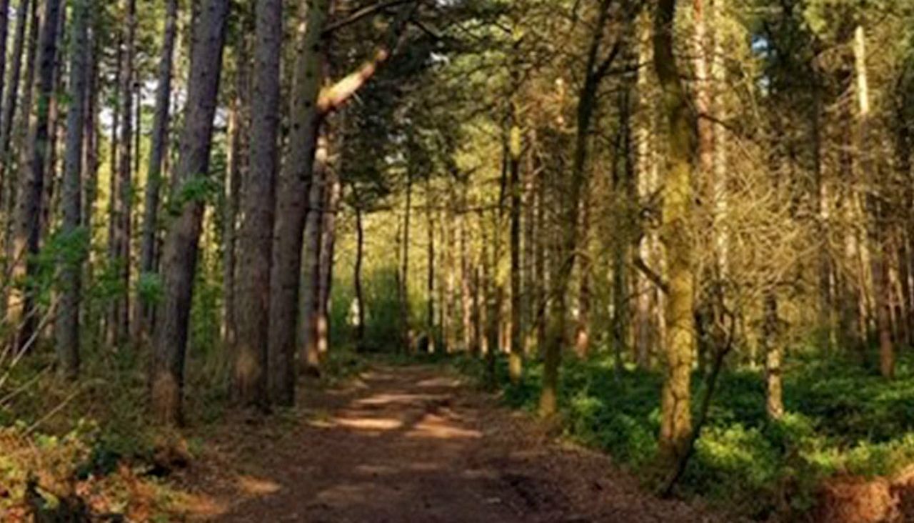 Image of the forest with a bark chipped path running long the middle of it