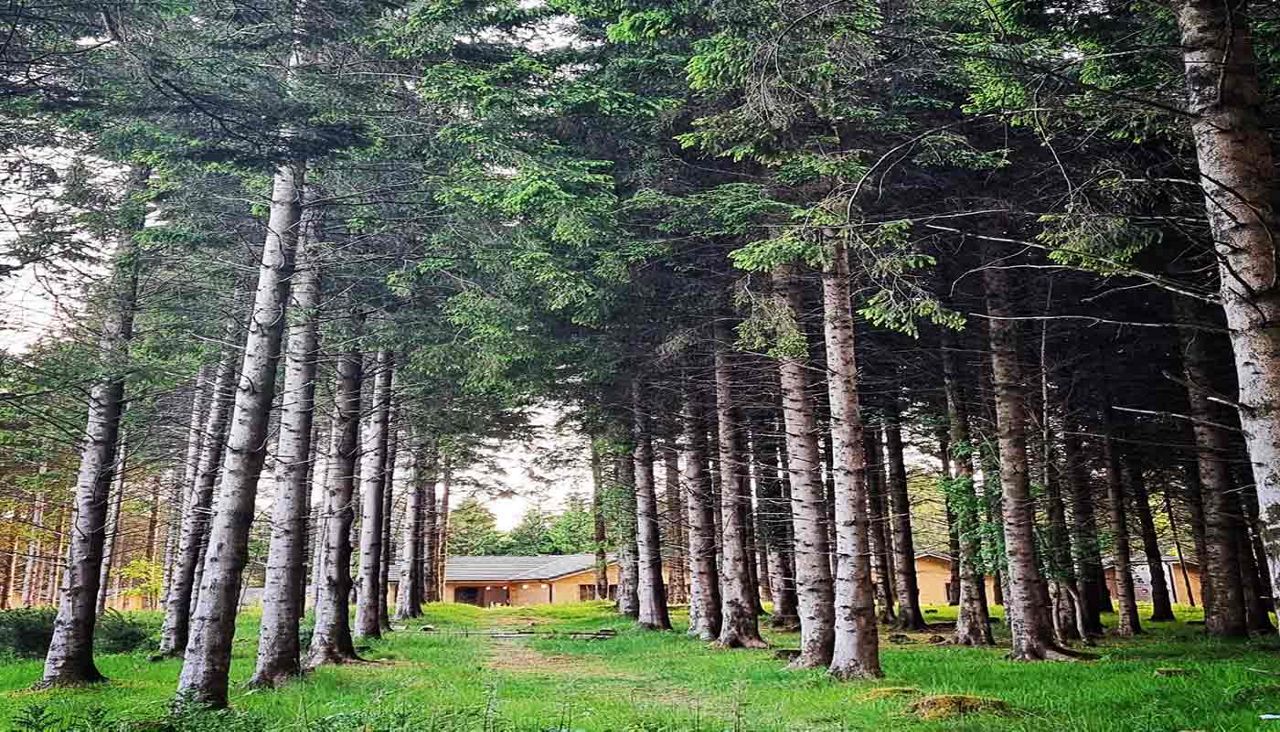 Pine trees stand in straight rows, forming a shaded corridor. A narrow grass path leads between them toward small wooden cabins in a forest clearing under soft daylight.