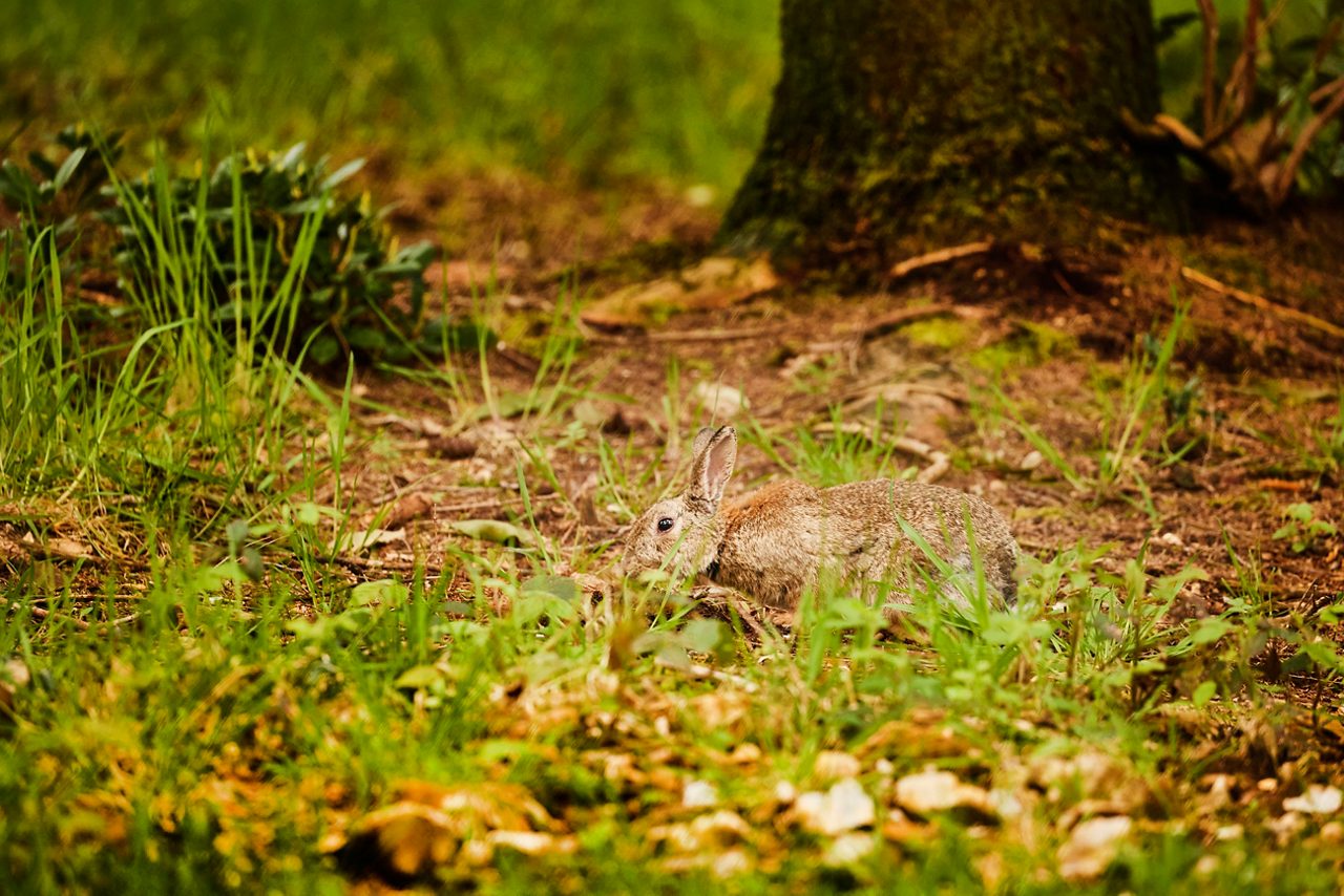 WILDLIFE RABBITS 1