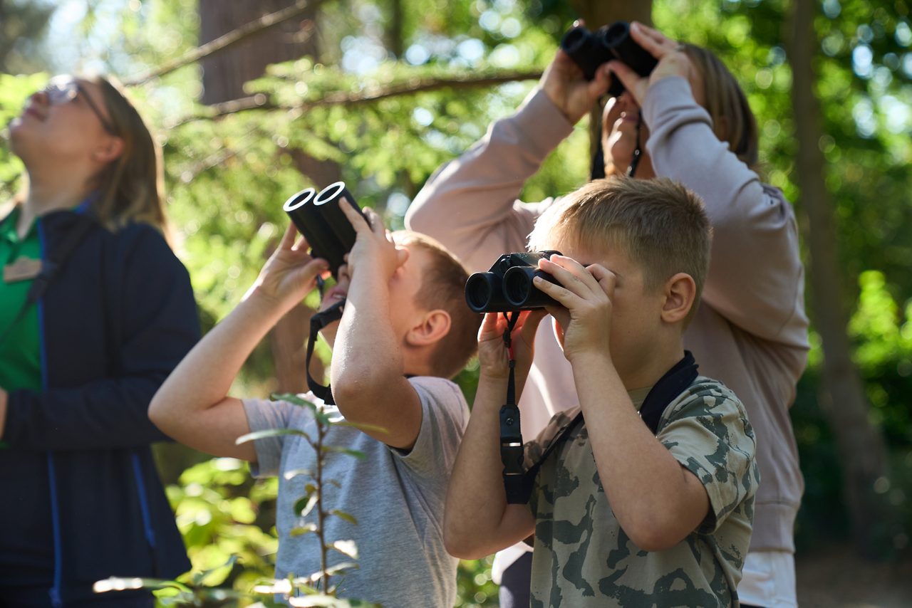 Children and adults use binoculars to look upward, scanning treetops. In a sunlit forest, they stand among greenery and branches, participating in birdwatching or nature observation together.
