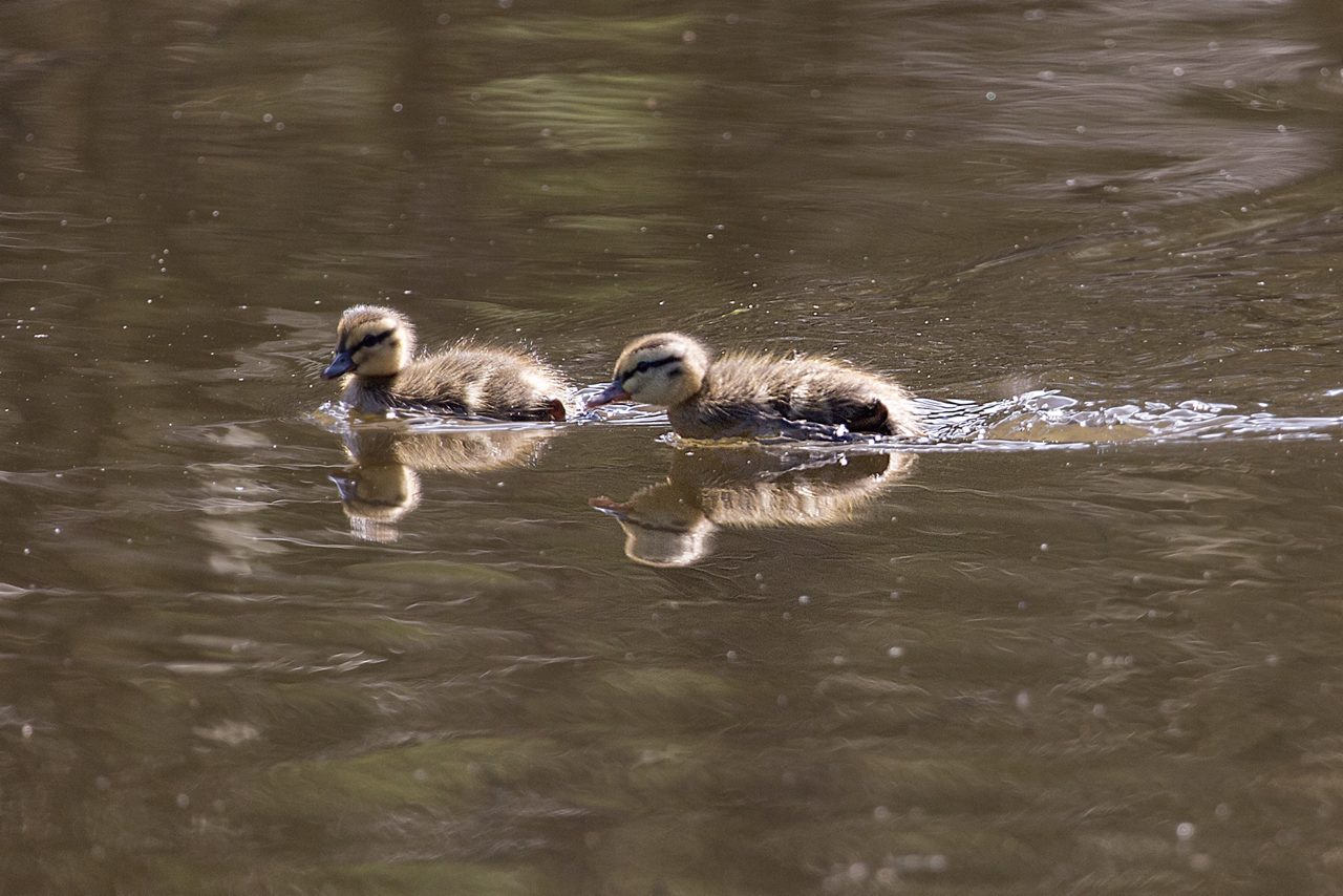 WILDLIFE DUCK 27