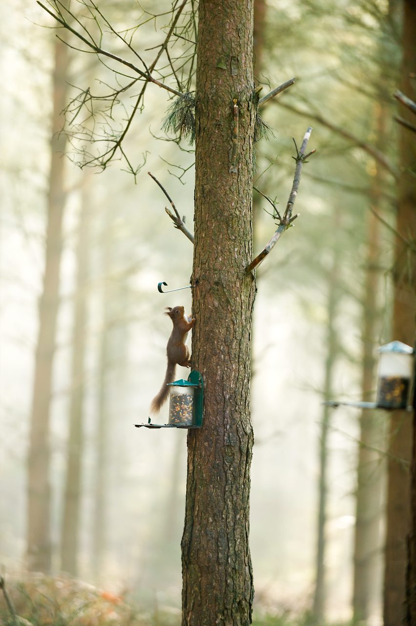 WF RED SQUIRREL FAMILY ADVENTURE 3