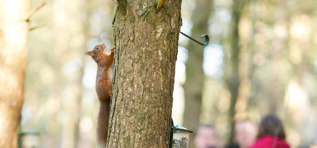 Red squirrel clings to a tree trunk, looking upward, poised to climb. Nearby, a hanging bird feeder with seeds and metal hooks protrude. Background shows blurred woodland and distant people.