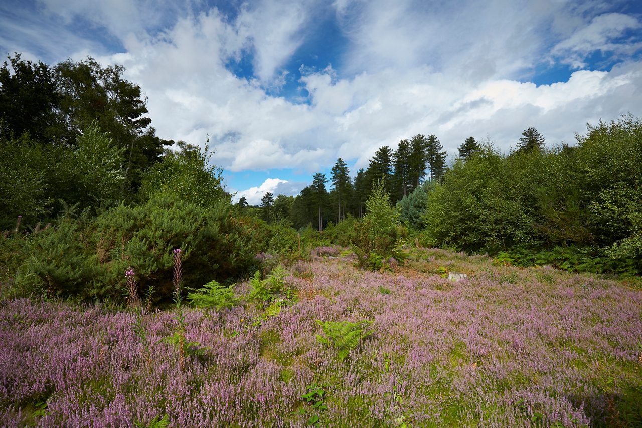 Heather flowers carpet the ground, spreading purple across a clearing; surrounding shrubs and conifer trees frame the scene beneath a bright, partly cloudy sky in a forest.
