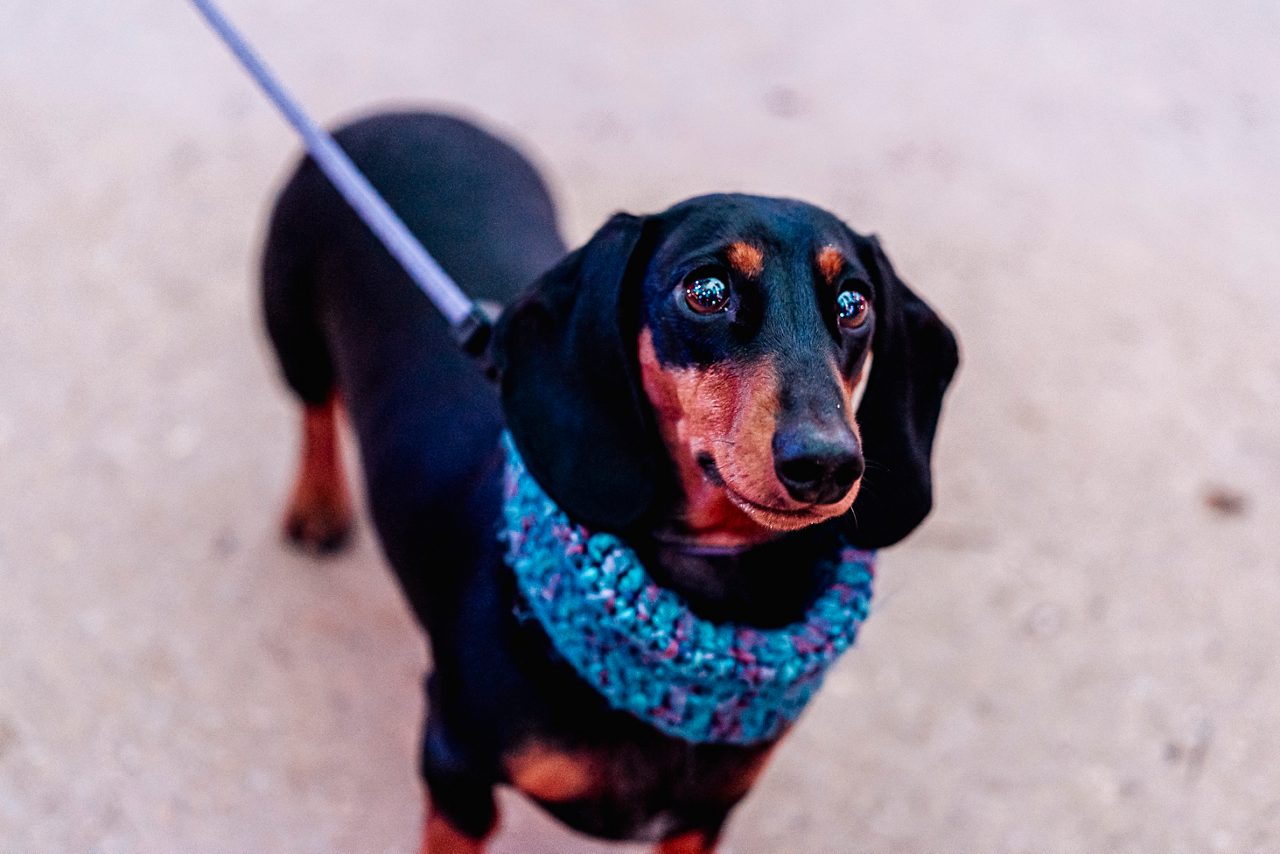A black and tan dachshund wearing a patterned blue scarf on a leash