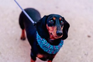 An image of a dog on a lead at Center Parcs.