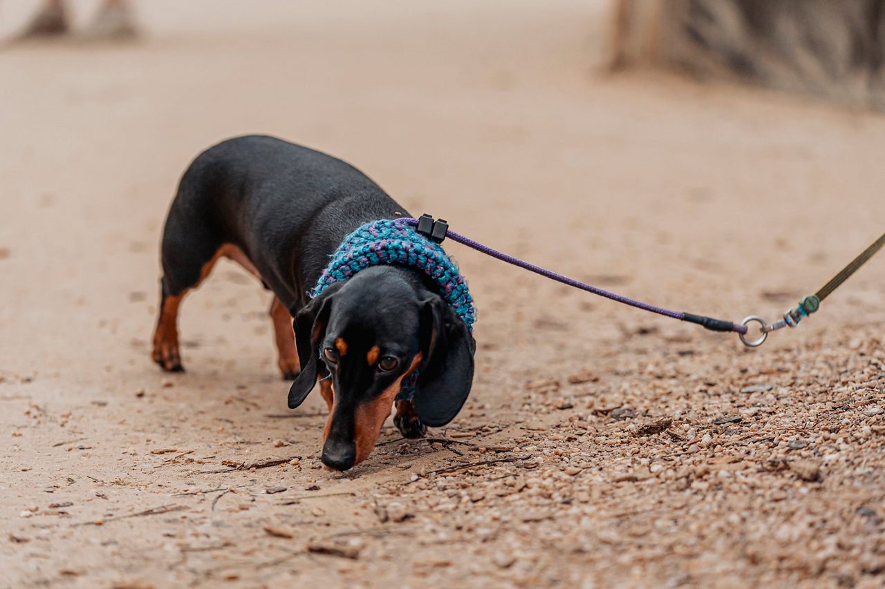 a dog on a lead smelling the ground