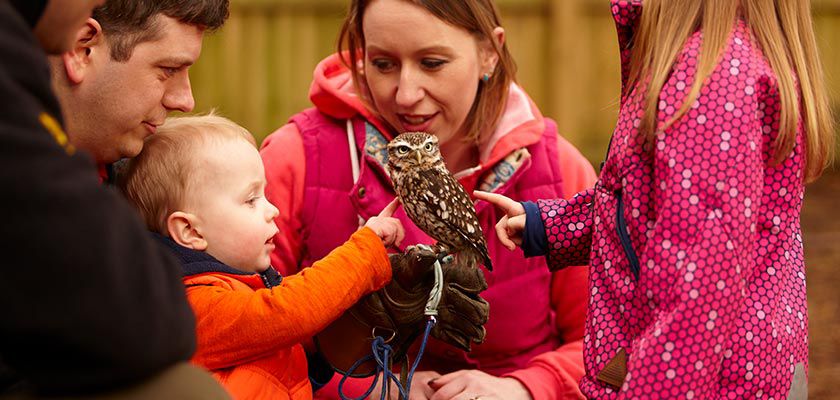 Family looking at owl