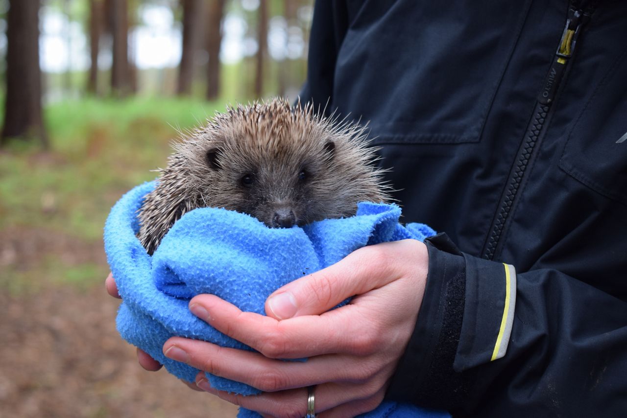 Hedgehog rests wrapped in a blue fleece, being gently held in both hands. Context: person wearing a dark jacket stands in a wooded area with blurred trees and greenery.