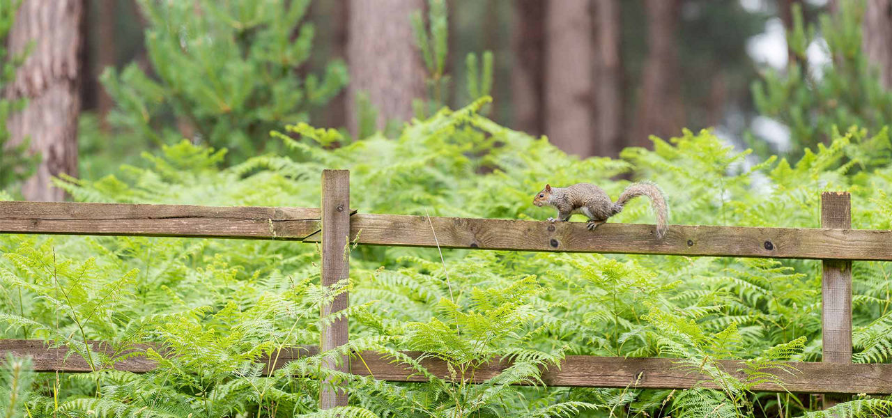 A squirrel perching on a fence in the forest