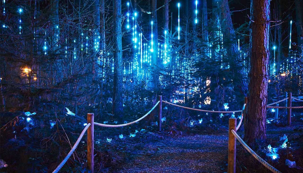 image from the Winter Forest Lights storybook