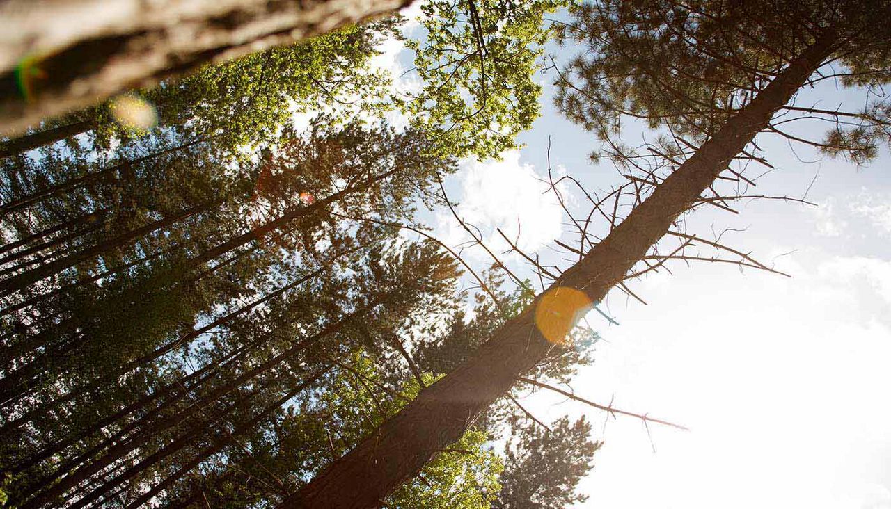 Shot of trees from the ground looking up to the tree tops and sun shining through them