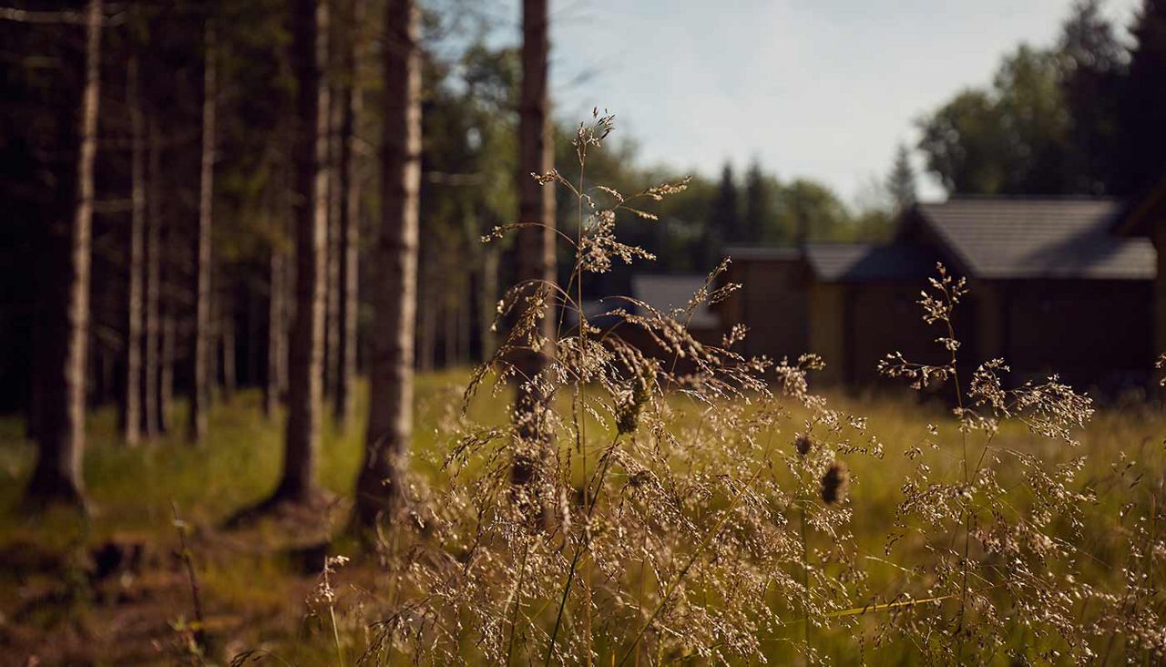 Plants with lodges and trees in the background