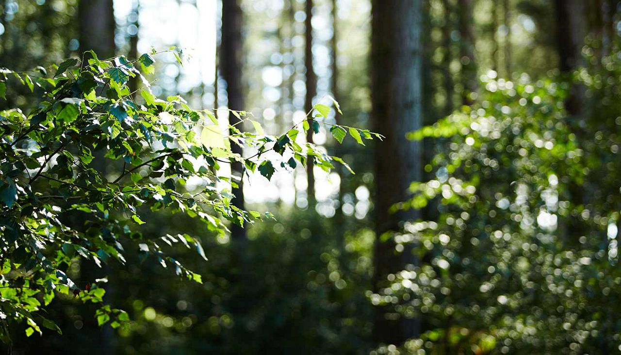 Sun shines through the trees and onto leaves in the forest