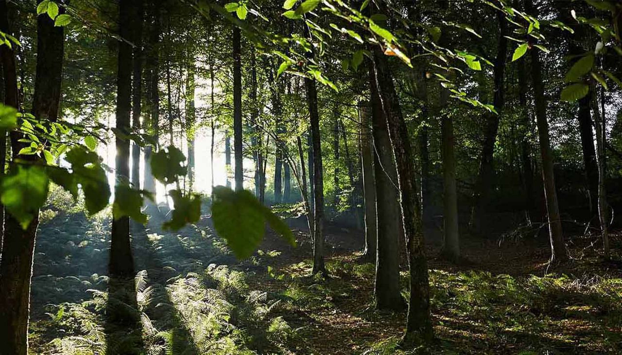 Sun shining through trees at Longford Forest