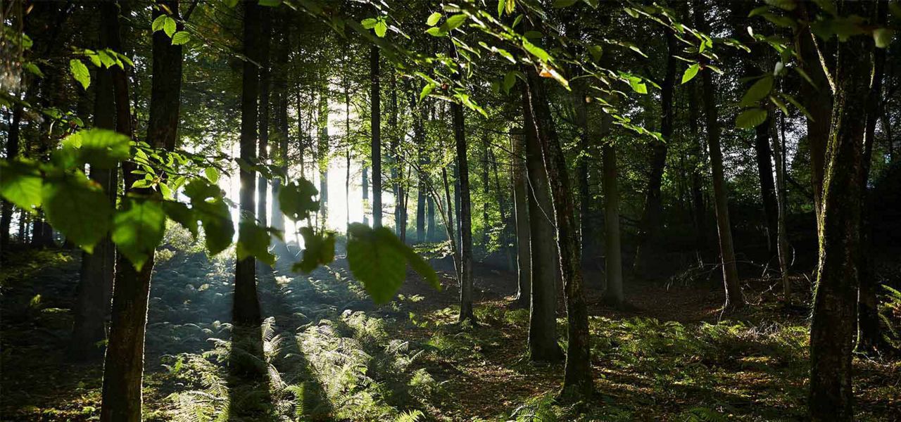 Sun shining through trees