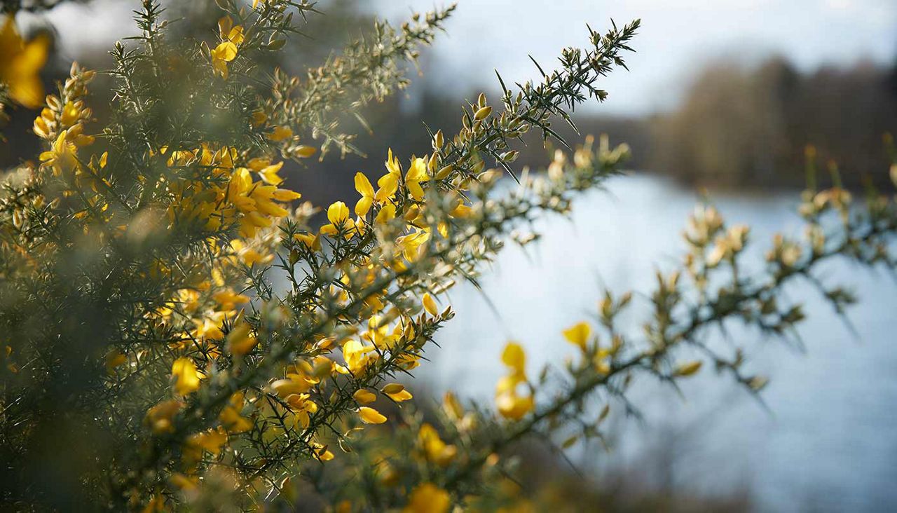 Nature scene of flowers with lake behind
