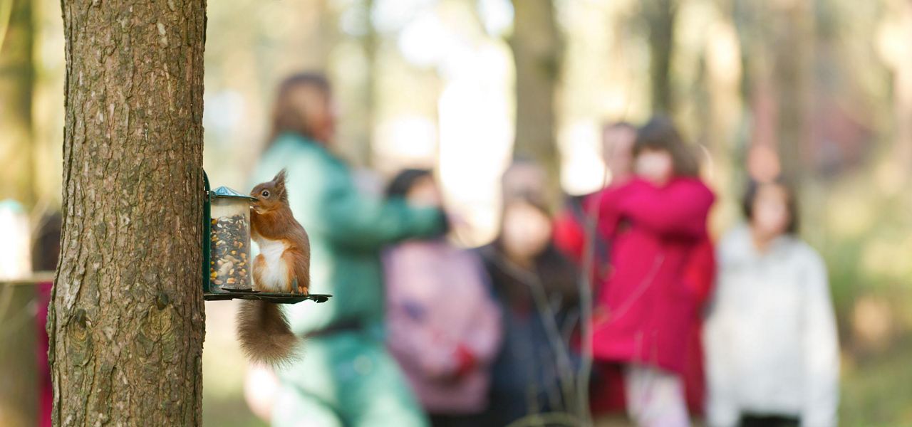 Red squirrel eats seeds from a transparent feeder mounted on a tree trunk, while a small group of people stand blurred in the background in a sunlit forest.