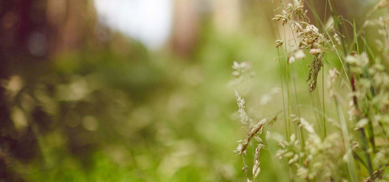 Grass seed heads lean and sway; shallow-depth focus isolates them against a softly blurred, sunlit meadow with warm green and beige tones.