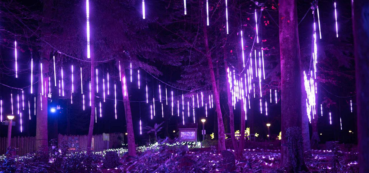 Hanging LED light tubes glow purple, suspended from tree branches, illuminating a nighttime forest walkway with dripping-icicle patterns while low garden lights and distant lamps punctuate the dark surroundings.
